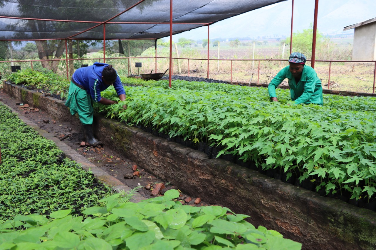 Raising seedlings in nurseries 